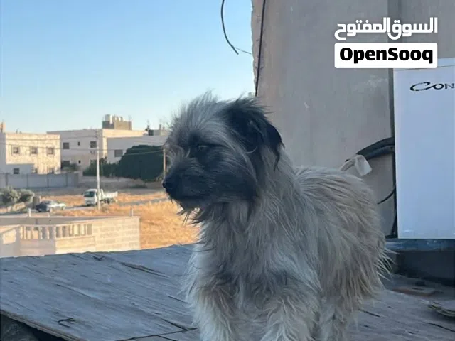 متاح كلاب زينه
