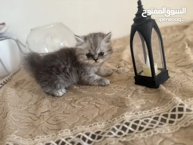 قط شيرازي عمر شهرين السعر :300 الواحد