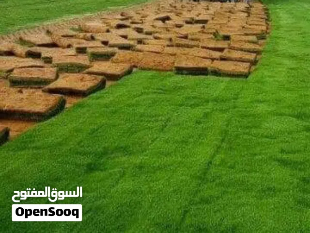عشب الأمريكي طبعي للبيع