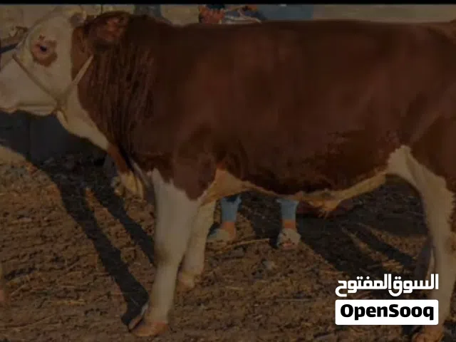 جزارين لحامين متنقل للذبح المنزلي حتى باب البيت