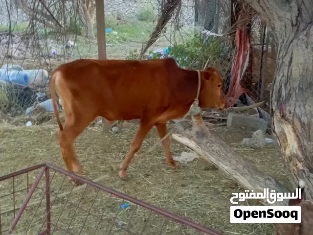 ثور عماني للبيع