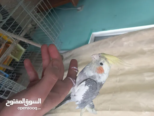 عصفور كوكتيل