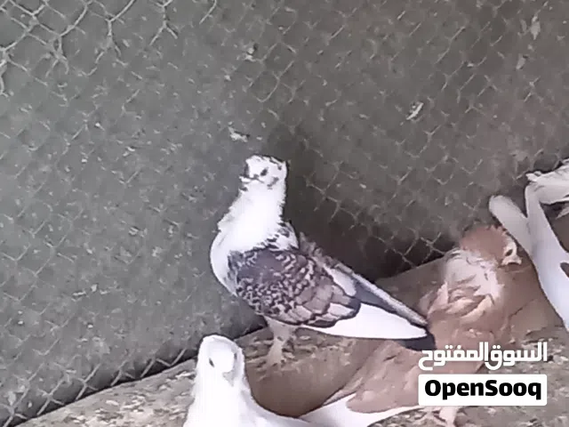 حمام نساوي للبيع
