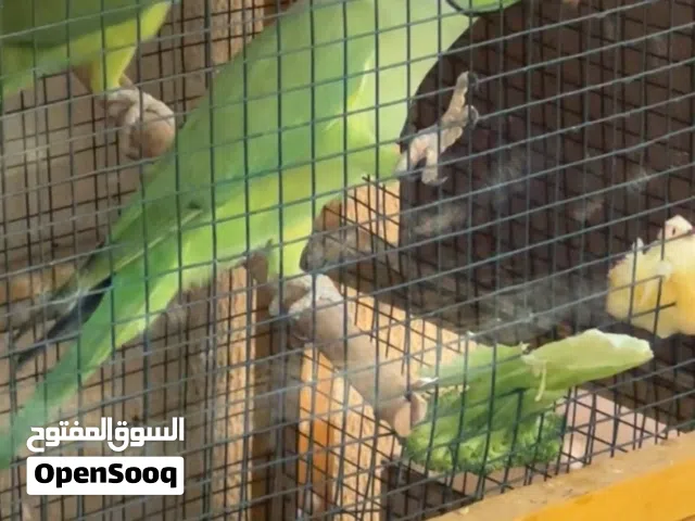 للبيع ببغاء الدُّرّة (Indian Ringneck) بحالة ممتازة