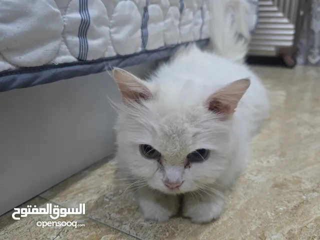 شيرازي انثى