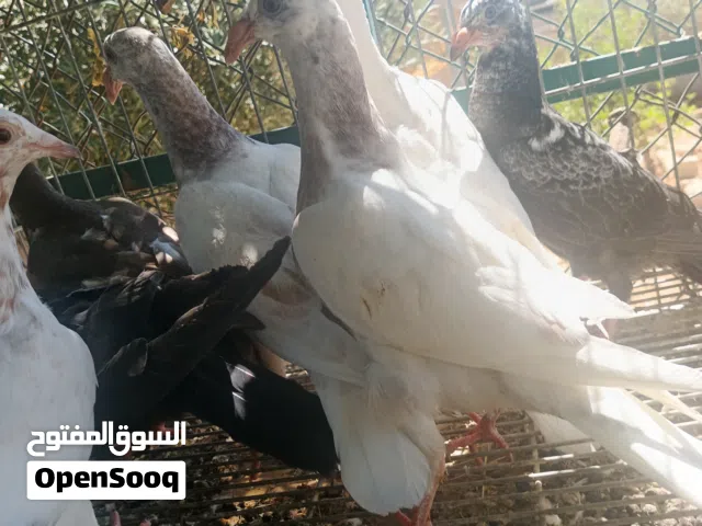 8 فراخ كشامره