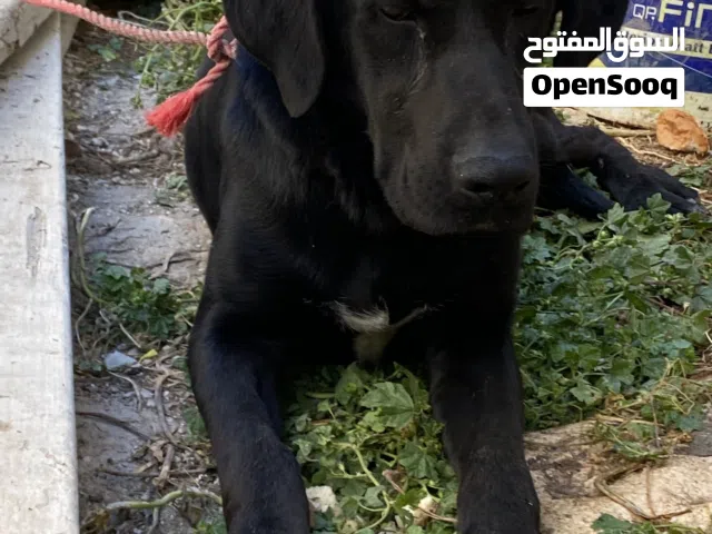 لابرادو مش اصلي للبيع