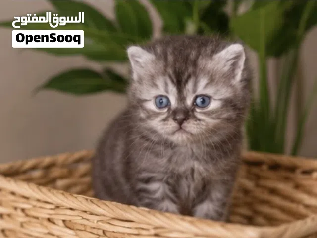 قطه عمر شهرين