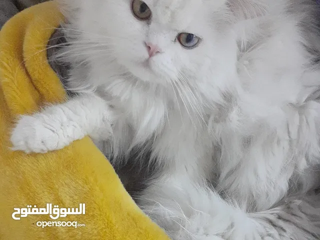 بزون ثنين للبيع