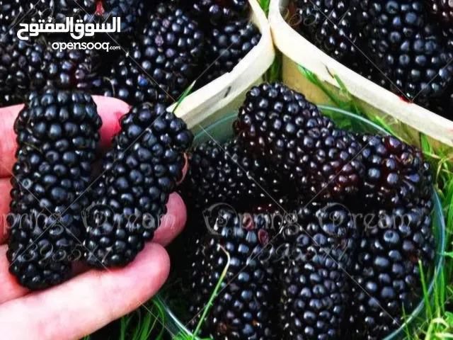 توت بري مشكل نخب الكيلو بدينارين طازج