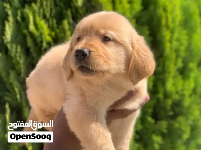 جراء جولدن ريتريفر مميزه ذكور من بت زون