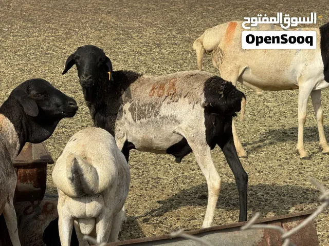 اضاحي مرابي