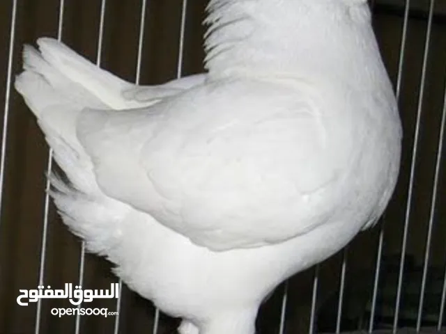 ذكر حمام كينج شغال للبيع