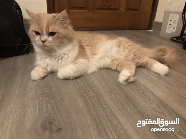 قطه شيرازي للتبني