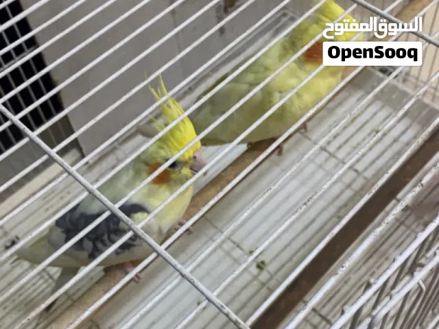 للبيع زوج كوكتيل لاتينو وكنيور