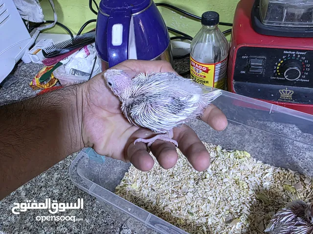 افراخ كوكتيل
