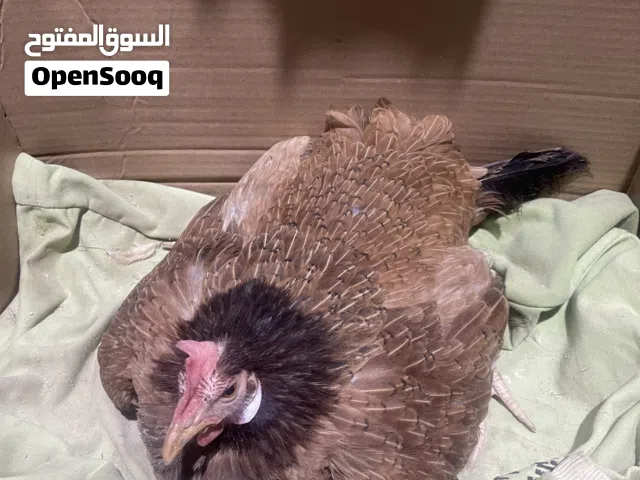 دجاجه للبيع