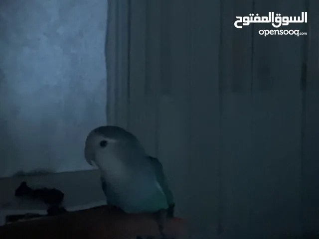 عصفور روز ذكرى مدرب مفطوم حالة جيد جدا مع القفص