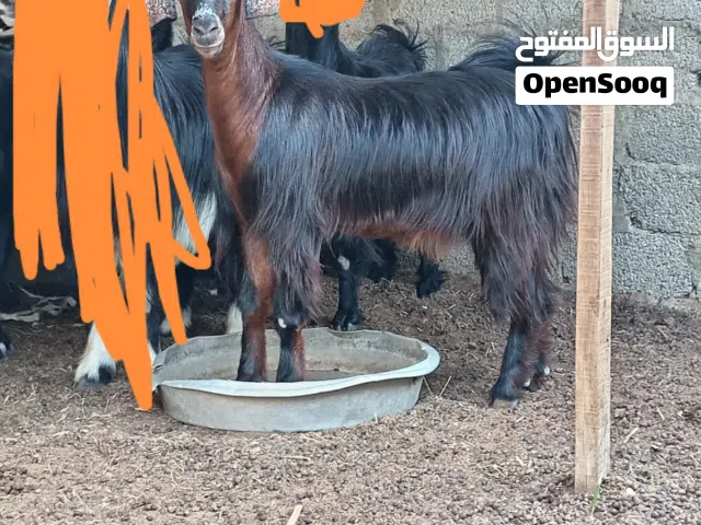 تيس للبيع عماني