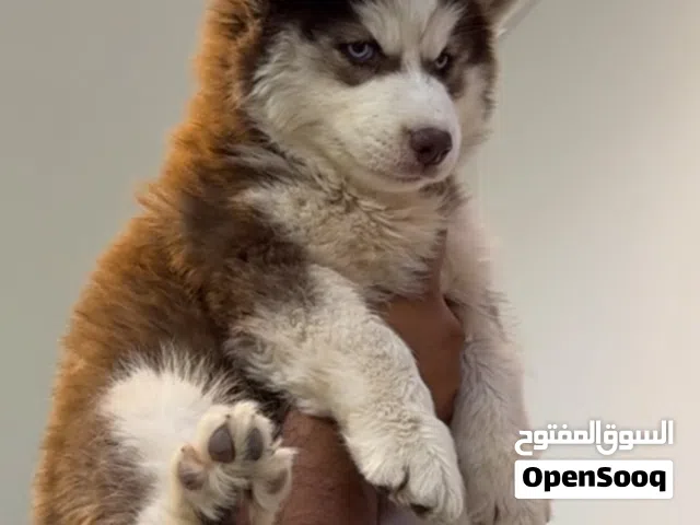 هاسكي فول مواصفات