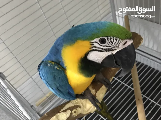 بغبغاء مكاو بلو اندقولد هدد داخلي ومتكلم