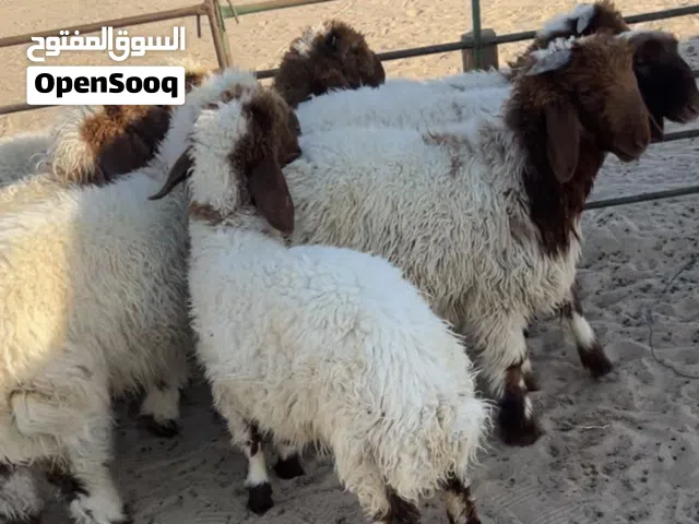 طليان نعيمي محلي
