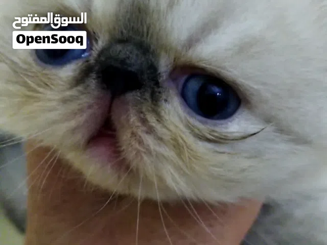 تبارك الله احسن الخالقين