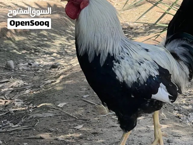 ديج شوكي خط اول