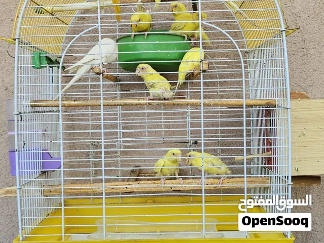 طيور حب 12 طير اصلي عيون حمر