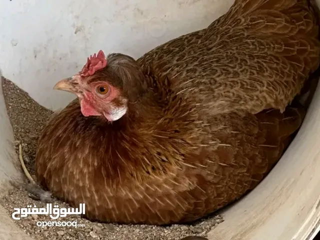 للبيع دجاجه كوبتيه