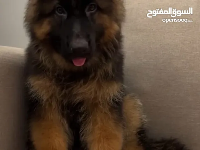 جروة جيرمان شيبرد لونق هير شولاين مستوي ممتاز