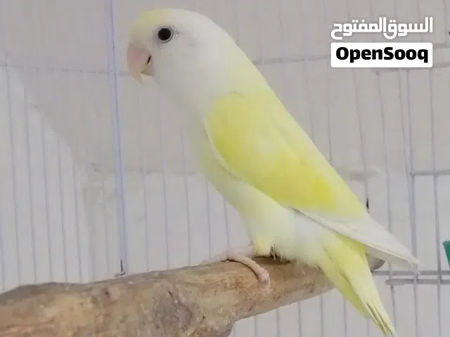فحل غندور للبيع بسعر مناسب اقرا الوصف!!