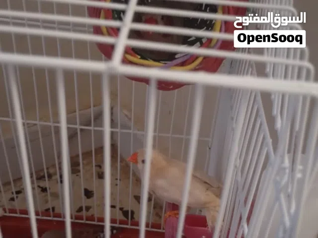 قفص عصافير ب30دينار فقط
