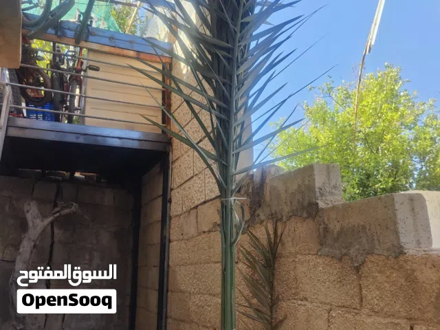 شجرة نخيل للبيع بسعر مغري