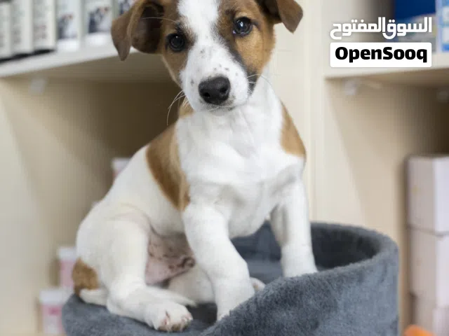 متوفر الآن جراء جاك راسيل مميزه  التسليم في عياده بيطريه  مايكروشيب