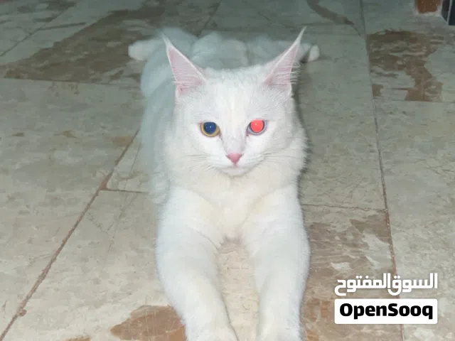 قطة نادره ايجورا تك عين مستعجل عل بيع مالتها لان اريد اسافر باجر