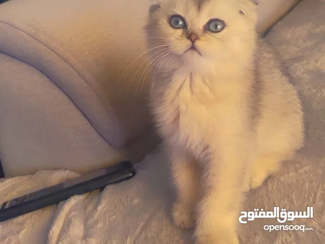 قط سكوتش فولد