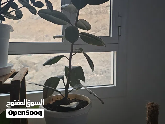 rubber plant