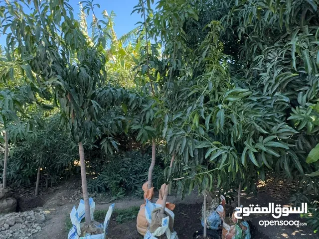 شتلات همبا للبيع mango