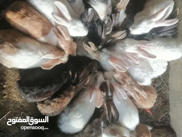 للبيع ارانب أمورهن كلها طيبه