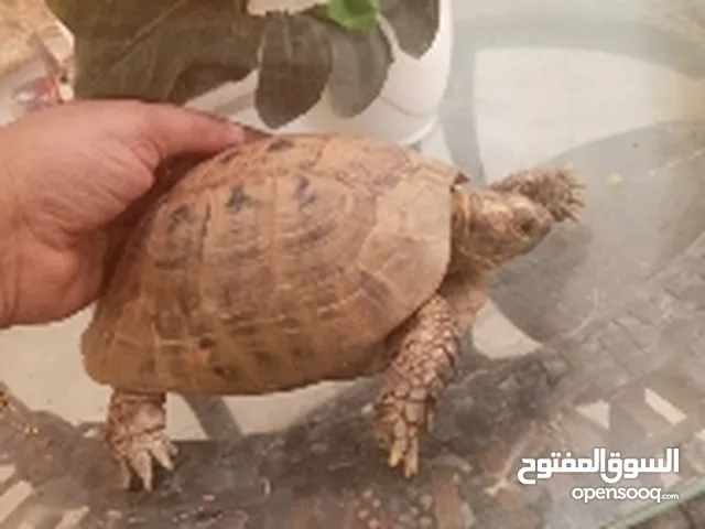 سلحفاة للبيع ذكر نشيط