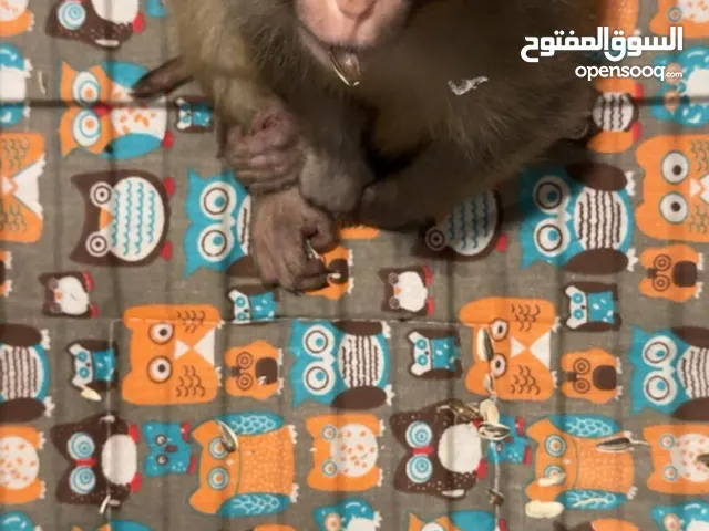 قرد مكاك صيني