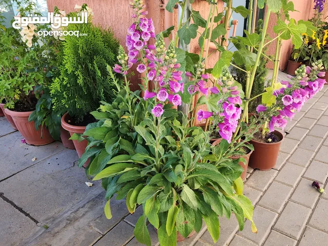 Indoor plants maintenence and outdoor garden maintenence with all kind of arrangements