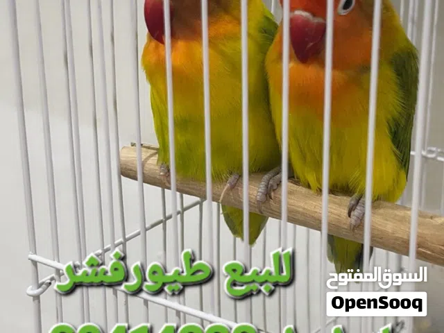طيور فشر  لبيع