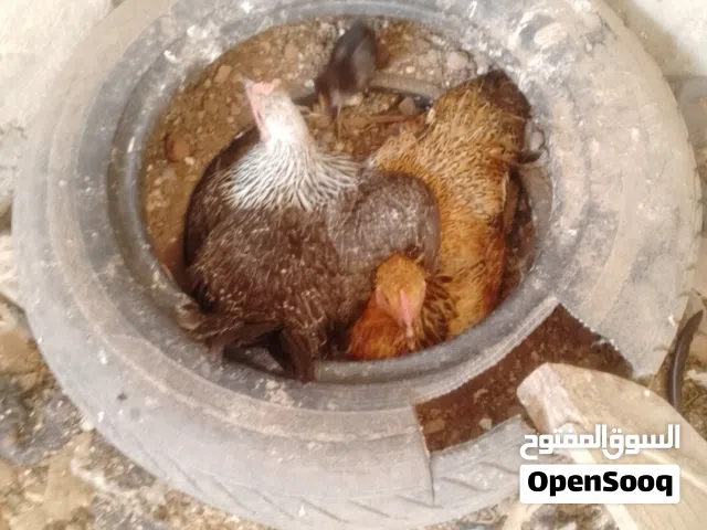 جوز كناري  تحته فرخ واحد جوز كوكتيل تحته فرخين وبيض ثلاث دجاجلت وديك حاجه ورعا صوص واحد ودجاجه  راقد