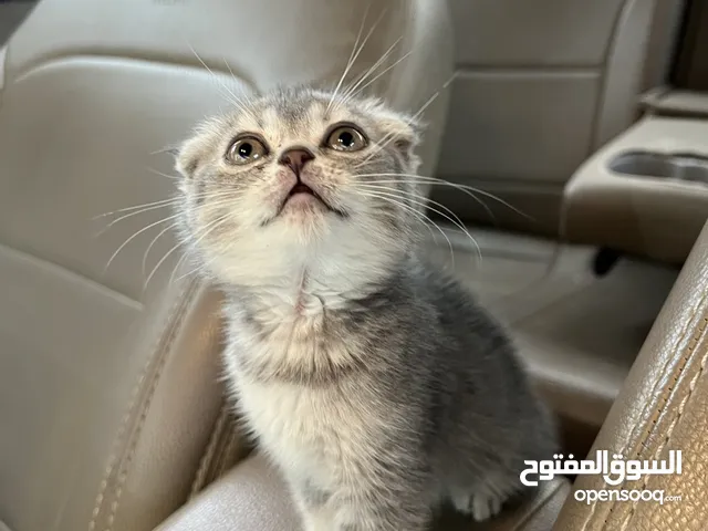 للبيع كيتن سكوتش فولد وستريت