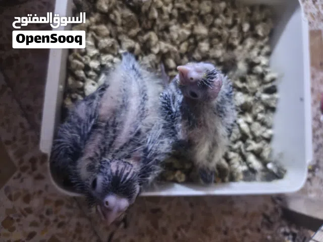 سلام عليكم مرتاح فراخ كوكتيل صالحات التربيه حلوات ولون حلو سعر مناسب تك 20قفل كلش مابيهن