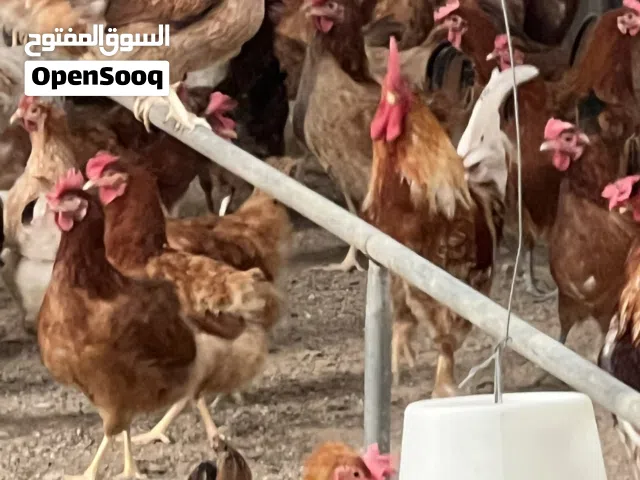 دجاج فرنسي بياض