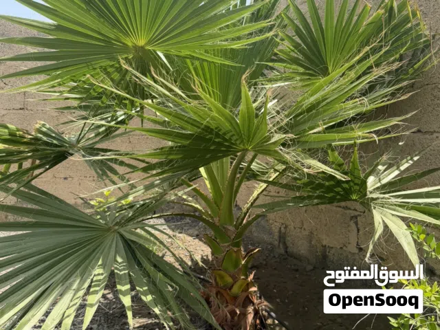 واشنطن للبيع