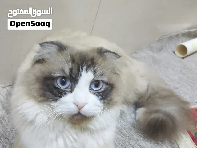 قط راغدول مكس مع سكوتش فولد